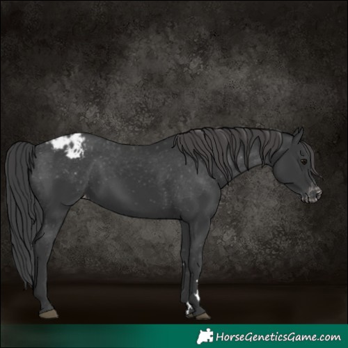 Horse Color:Black Varnish