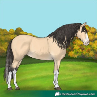 Horse Color:Buckskin Splash 