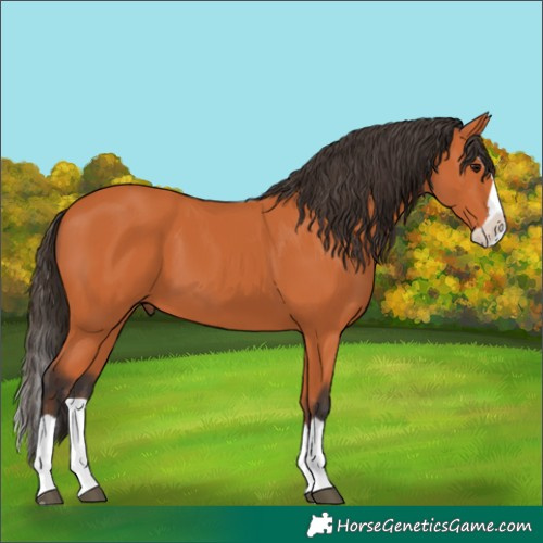Horse Color:Unknown 