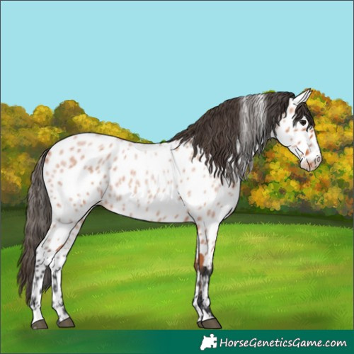 Horse Color:Bay Roan Appaloosa 