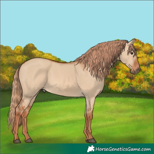 Horse Color:Red Dun