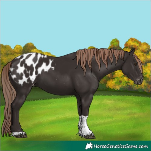 Horse Color:Liver Chestnut Tobiano Blanket