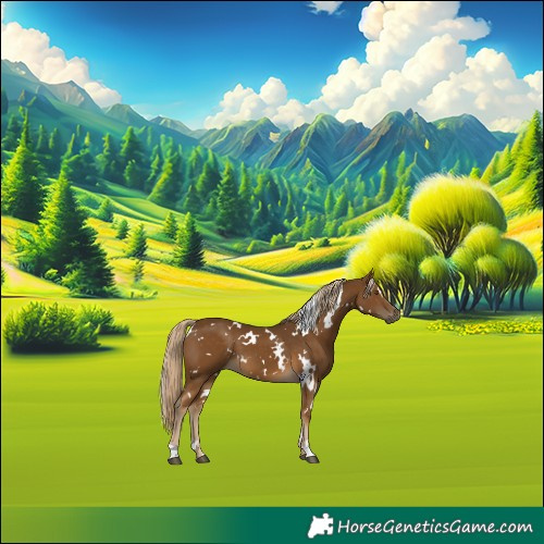 Horse Color:White Spotted Chocolate Palomino 