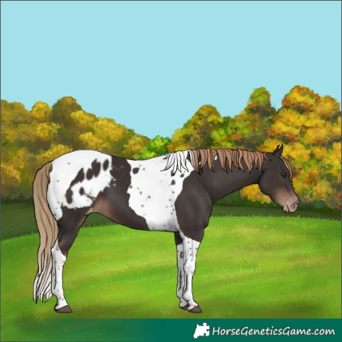 Horse Color:Liver Chestnut Tobiano Appaloosa