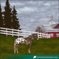 Horse Color:Chocolate Palomino Splash Tobiano Blanket 