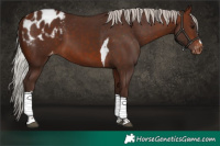 Horse Color:Silver Brown Tobiano Blanket
