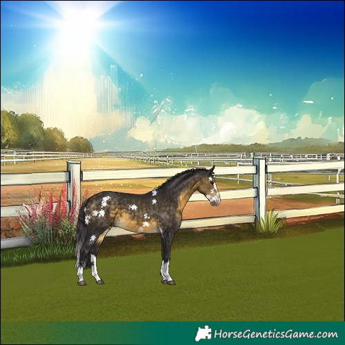 Horse Color:Buckskin Splash 