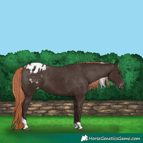 Horse Color:Liver Chestnut Tobiano Appaloosa 