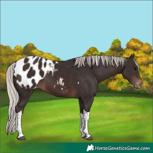 Horse Color:Silver Brown Tobiano Blanket 