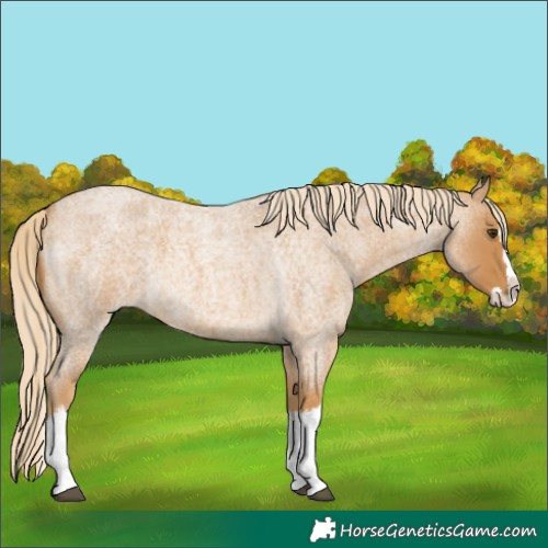 Horse Color:Palomino Roan Splash 