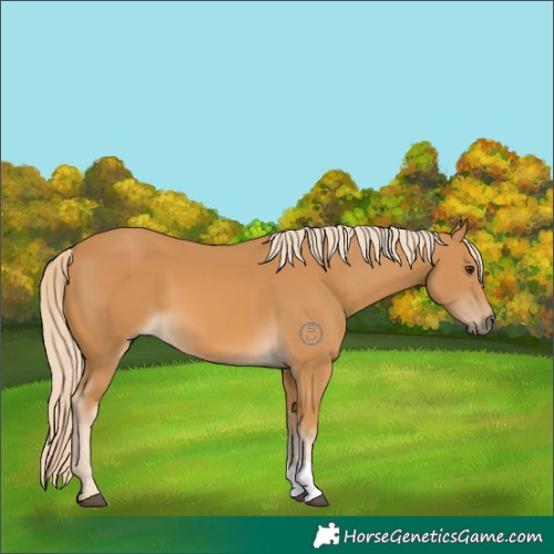 Horse Color:Palomino