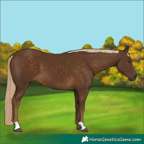 Horse Color:Chocolate Palomino 
