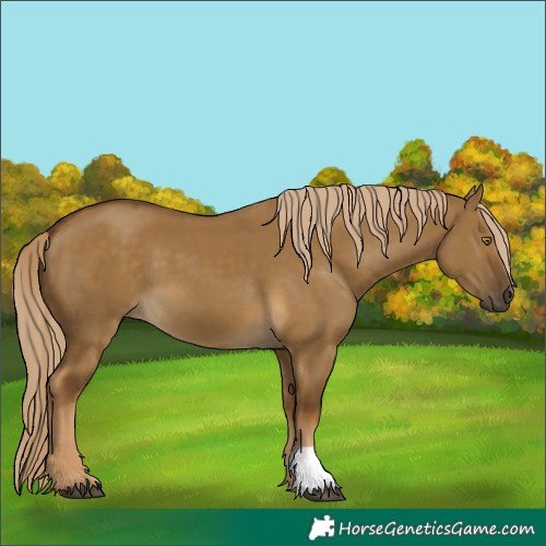 Horse Color:Chocolate Palomino Dun 