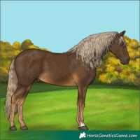 Horse Color:Chocolate Palomino 