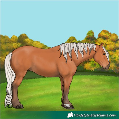 Horse Color:Unknown