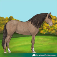 Horse Color:Classic Champagne 