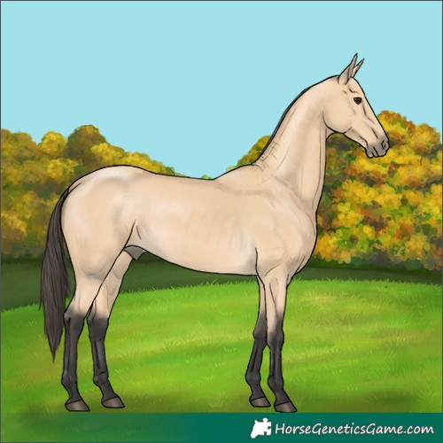 Horse Color:Buckskin