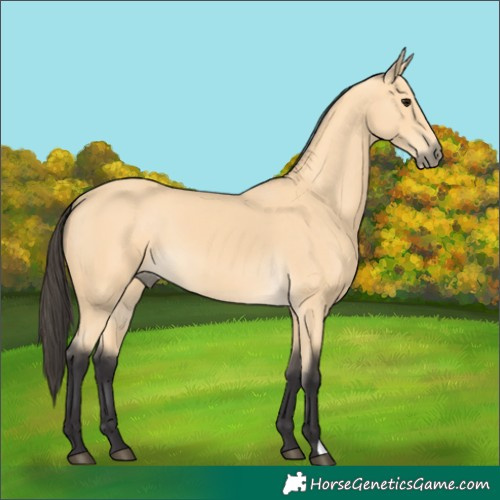 Horse Color:Buckskin 