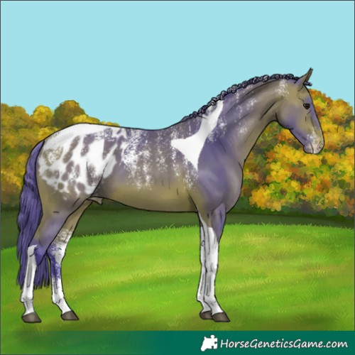 Horse Color:Powder White Watercolor Bay Tobiano Appaloosa 
