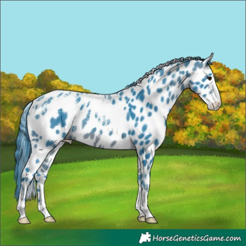 Horse Color:Powder White Watercolor Brown Leopard 
