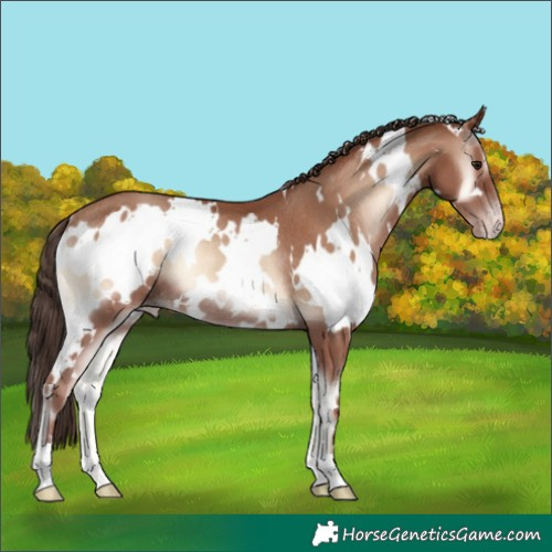 Horse Color:White Spotted Classic Champagne Onyx Rabicano 