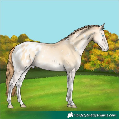 Horse Color:White Spotted Buckskin Pearl Onyx Blanket