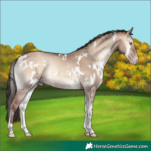 Horse Color:White Spotted Sable Champagne Onyx Rabicano