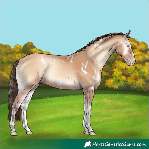 Horse Color:White Spotted Amber Champagne Onyx Rabicano 