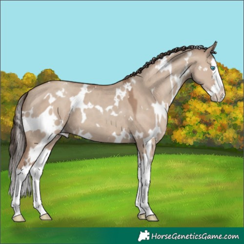 Horse Color:White Spotted Classic Champagne Dun Splash 