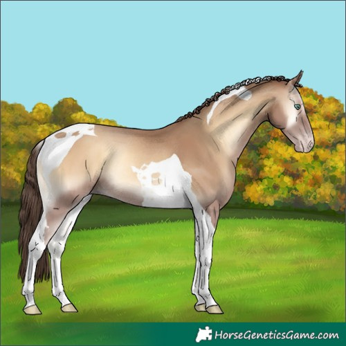 Horse Color:Classic Champagne Onyx Tobiano Rabicano 