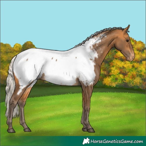 Horse Color:Silver Buckskin Near Fewspot 