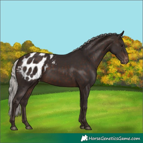 Horse Color:Silver Brown Blanket
