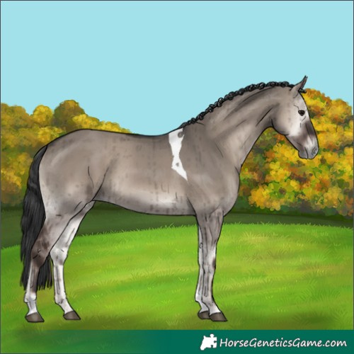 Horse Color:Grullo Onyx Tobiano Rabicano Brindle 