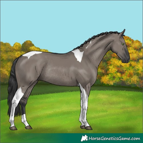 Horse Color:Grullo Tobiano Rabicano 