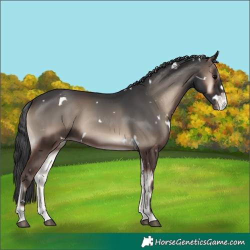 Horse Color:White Spotted Blue Onyx Appaloosa 