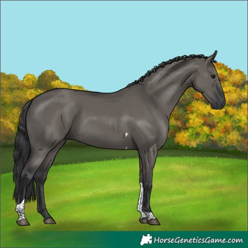 Horse Color:Grullo Tobiano