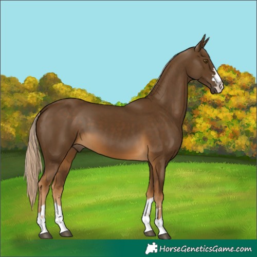 Horse Color:Chocolate Palomino 