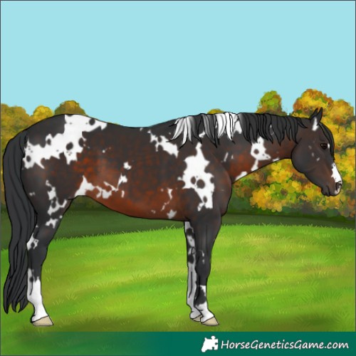 Horse Color:White Spotted Brown 