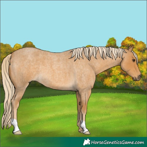 Horse Color:Palomino Roan 