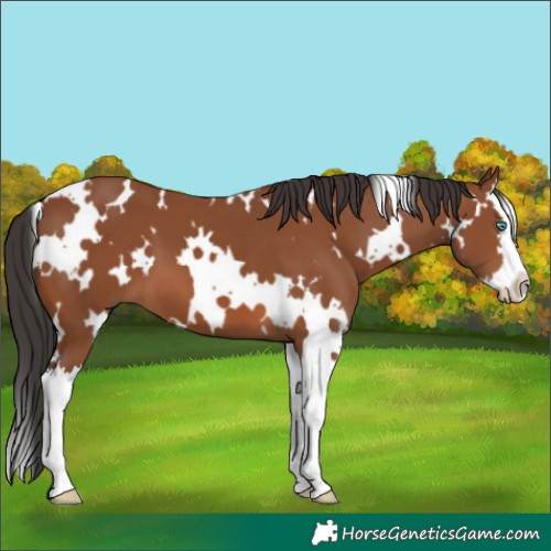 Horse Color:White Spotted Bay Splash 
