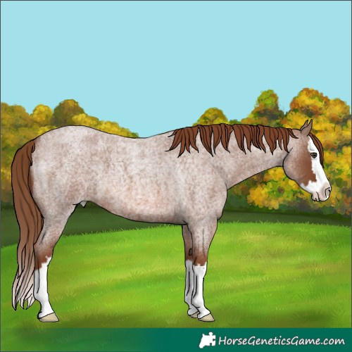 Horse Color:Red Roan Splash 
