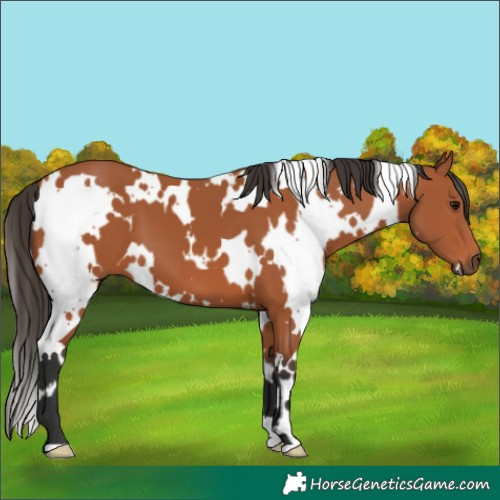 Horse Color:White Spotted Bay