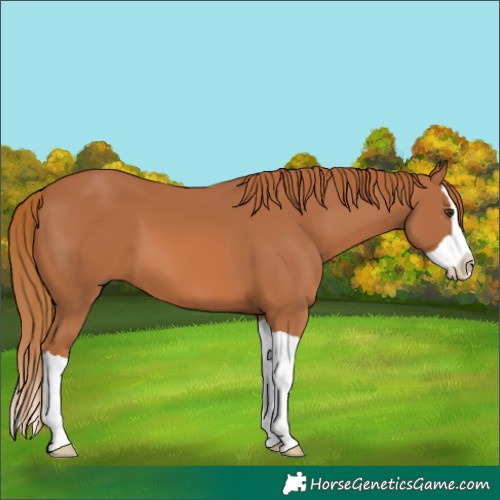 Horse Color:Chestnut Splash