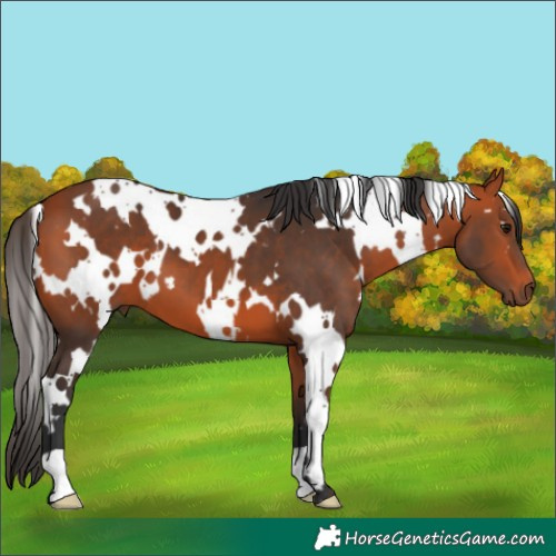 Horse Color:White Spotted Bay