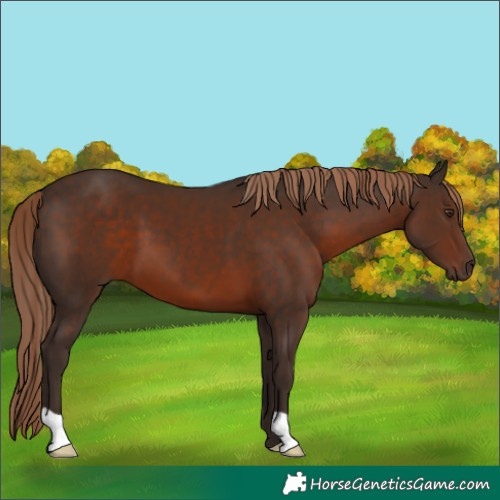 Horse Color:Liver Chestnut 