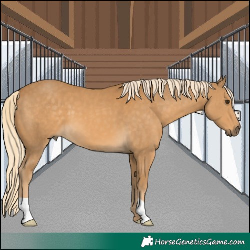 Horse Color:Palomino 