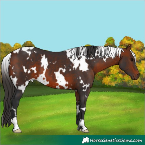 Horse Color:White Spotted Bay 