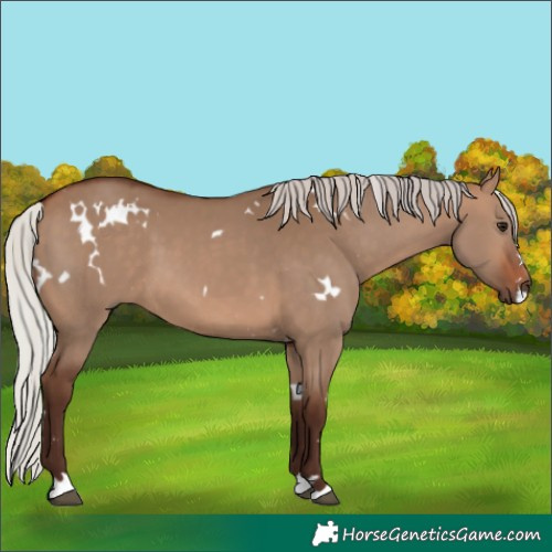 Horse Color:White Spotted Silver Brown Dun