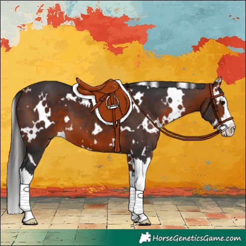 Horse Color:White Spotted Bay Splash 