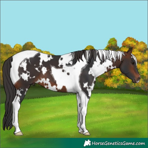 Horse Color:White Spotted Brown Tobiano